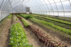 Cultivos bajo cubierta