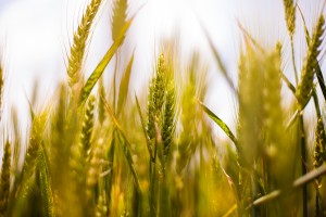 nature-field-agriculture-cereals (2)