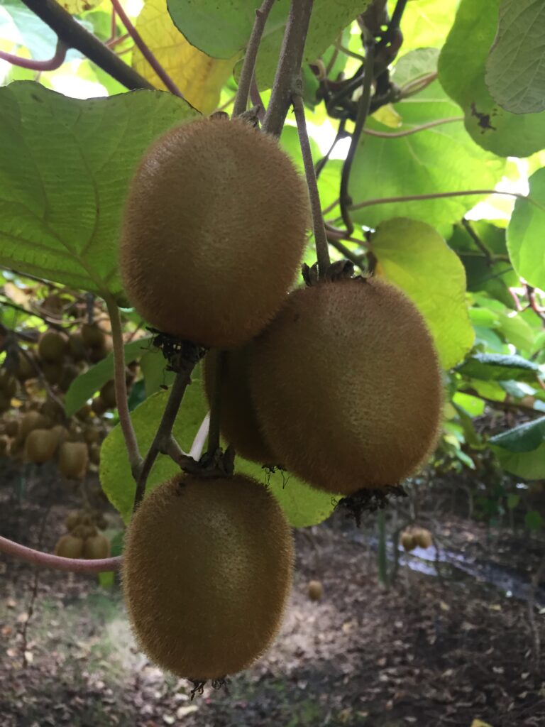 kiwi